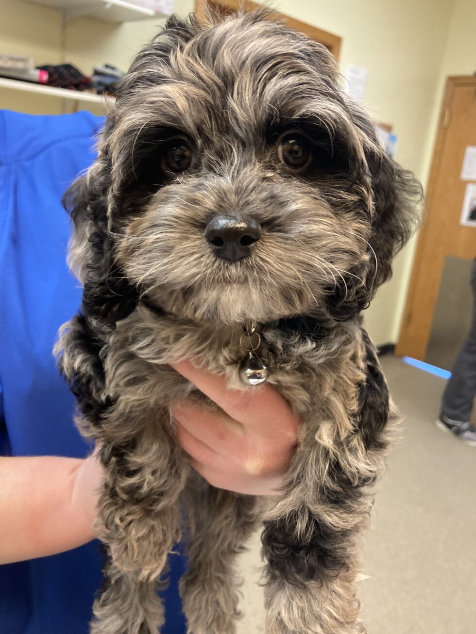 Veterinarian in Eden Prairie, MN 55438 Bush Lake Pet Hospital