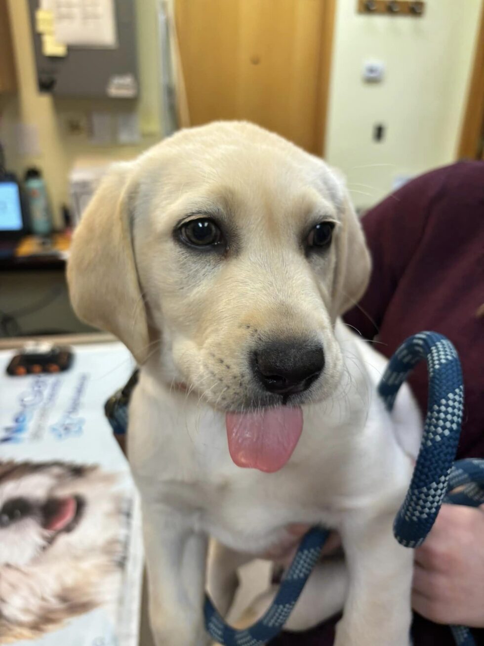 Veterinarian in Eden Prairie, MN 55438 Bush Lake Pet Hospital